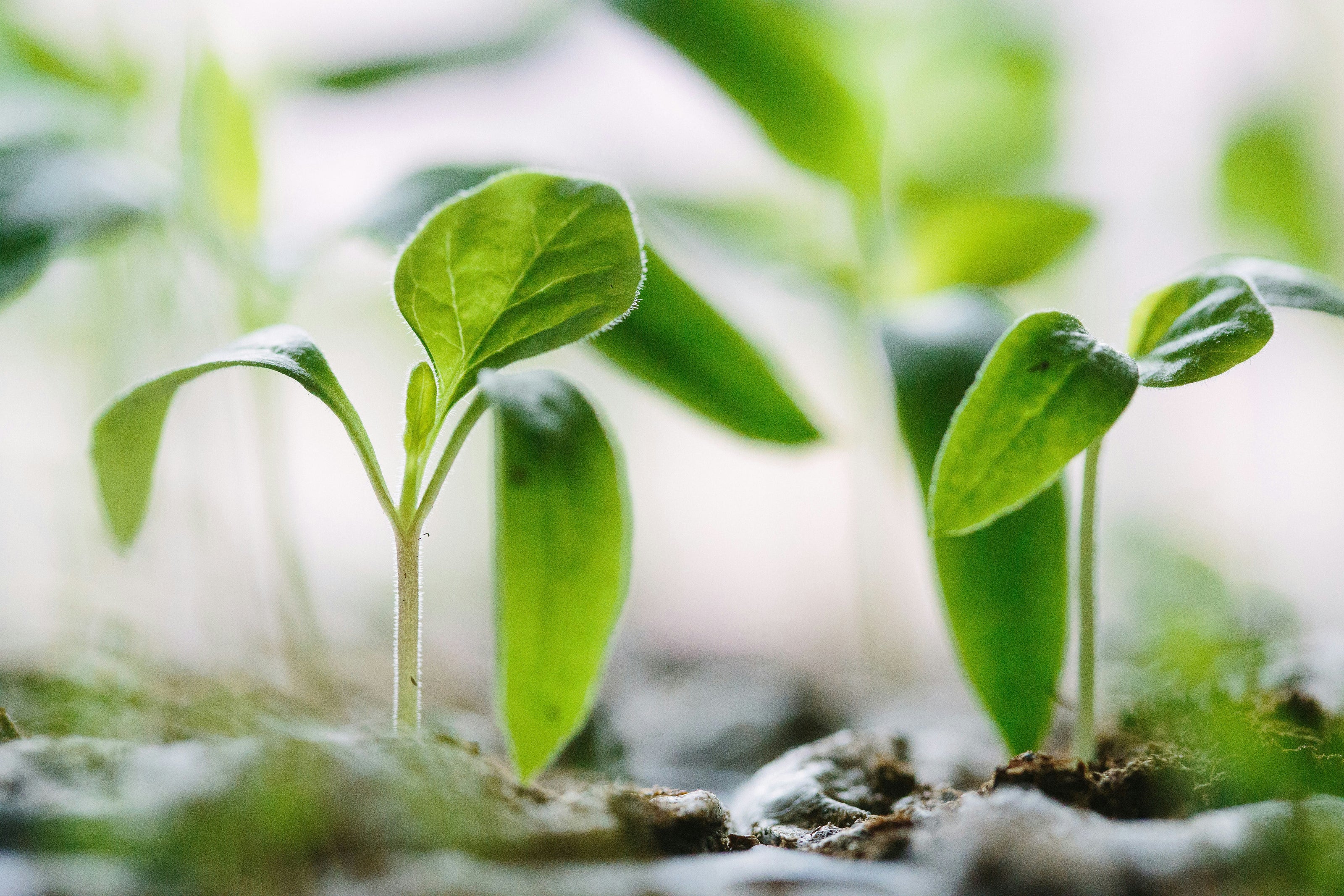 A small plant growing